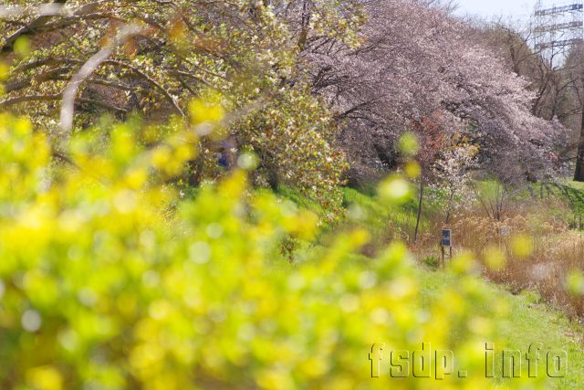 平日朝の桜撮影（1）