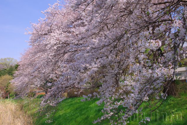東京、桜満開