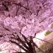 満開の夜桜に満足？